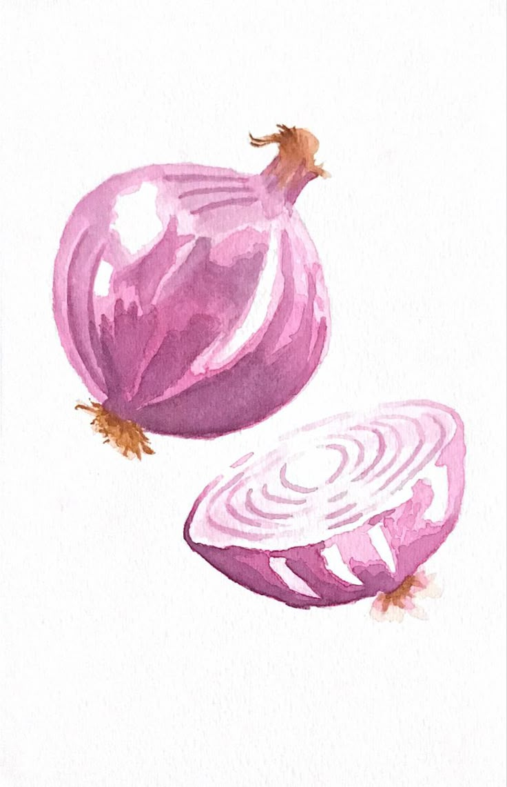 an image of two onions on a white background in watercolor and pencil drawing style