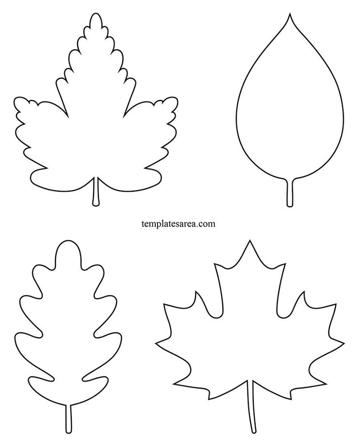 four different types of leaf shapes