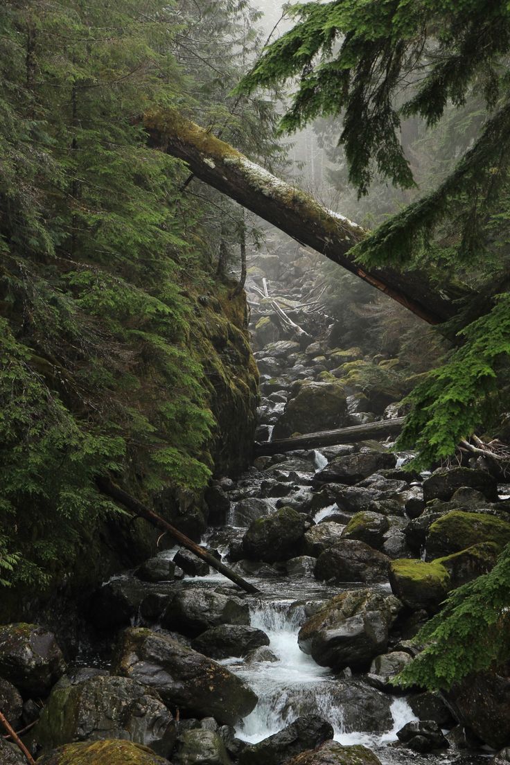 a stream running through a forest filled with lots of rocks and green mossy trees