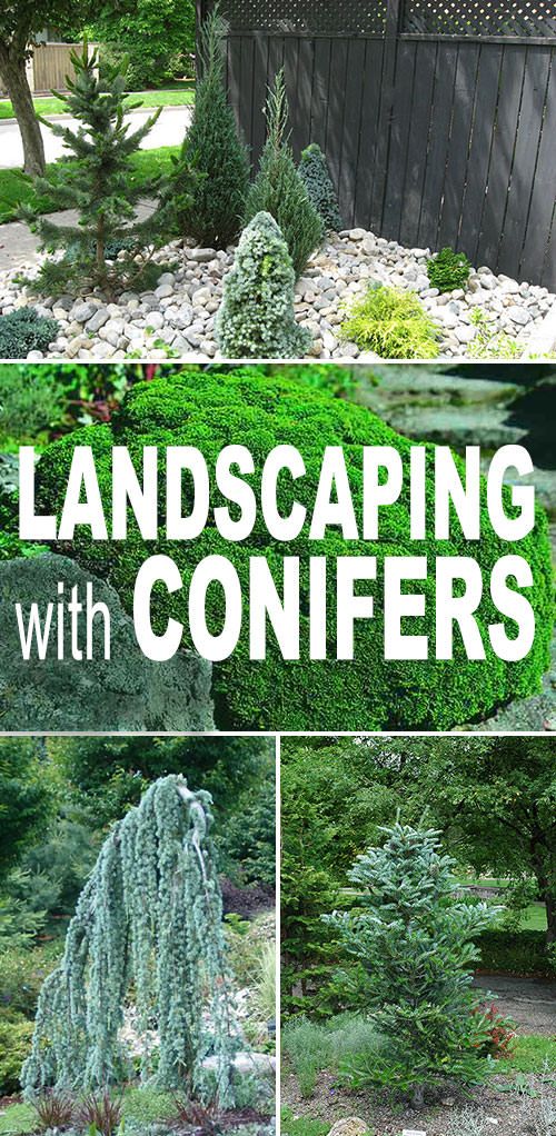 landscaping with conifers is an easy way to get the most out of your garden