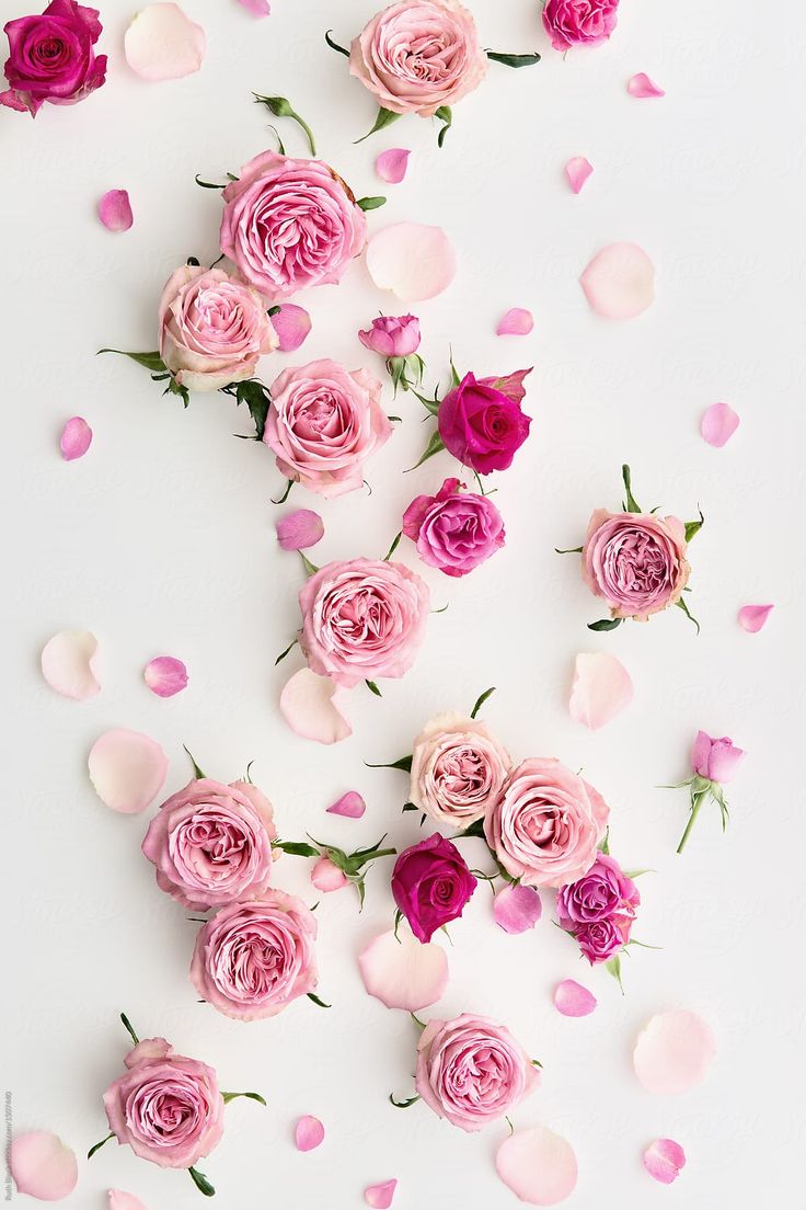 pink roses and petals scattered on a white surface