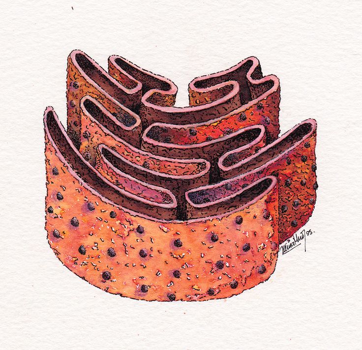 a drawing of an orange cake with chocolate chips on it