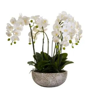 white orchids in a stone bowl with green leaves on the bottom and long stems