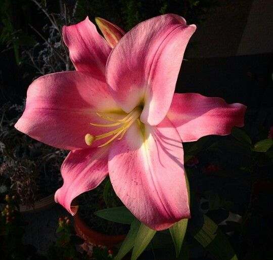 a large pink flower with yellow stamens