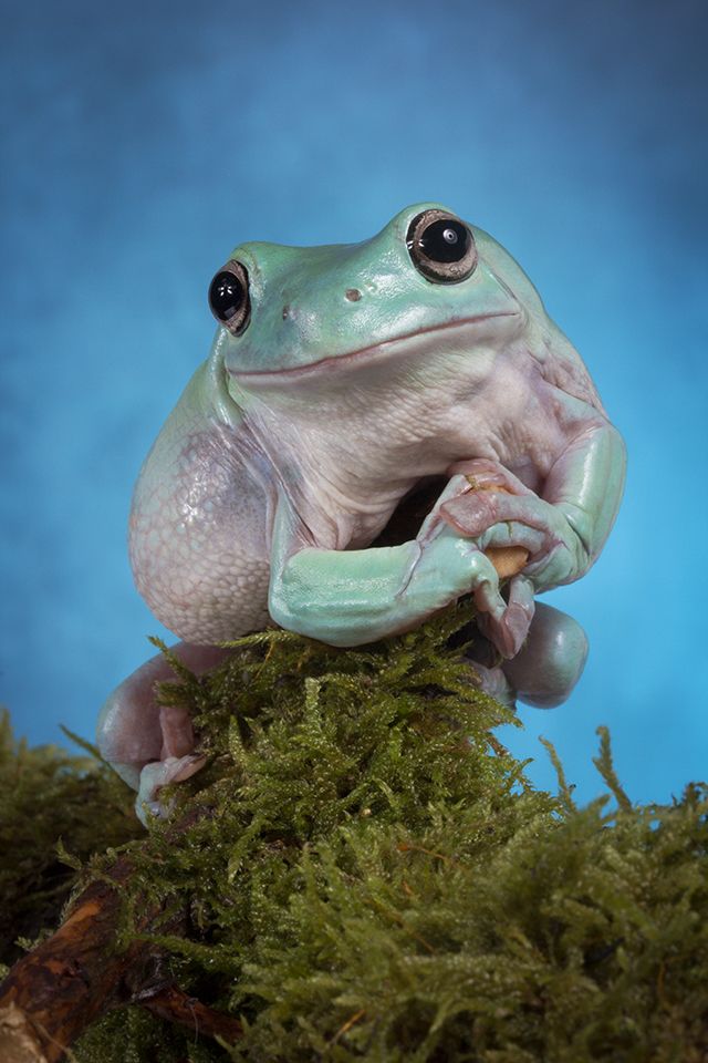 a green frog sitting on top of moss