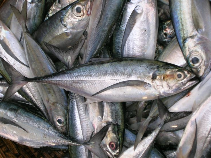 a bunch of fish that are sitting in a basket