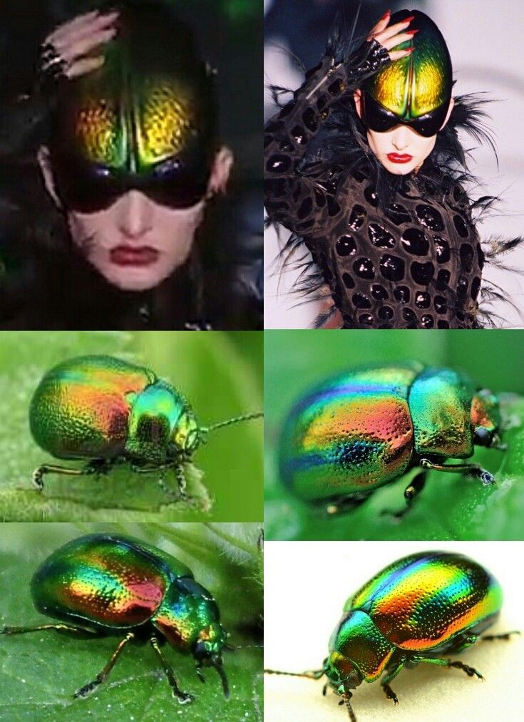 four different pictures of colorful bugs and lady bug's face with their eyes closed