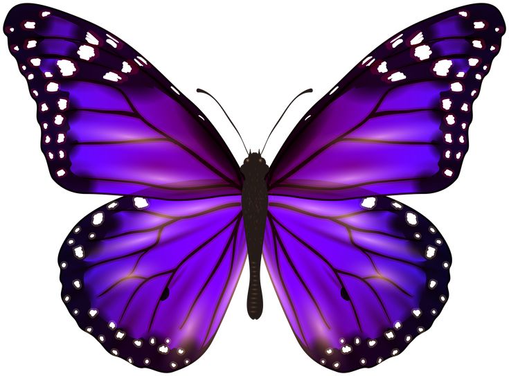 a purple butterfly with white dots on its wings