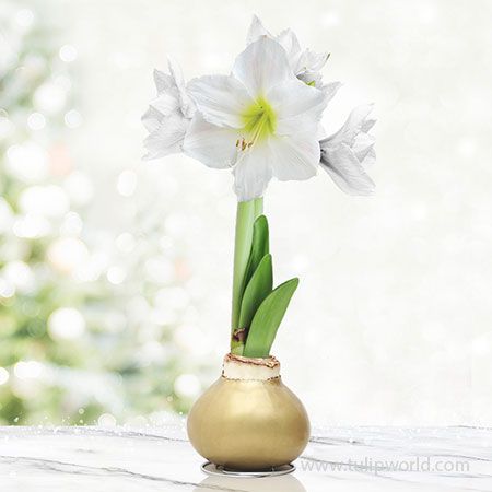 a white flower is in a gold vase