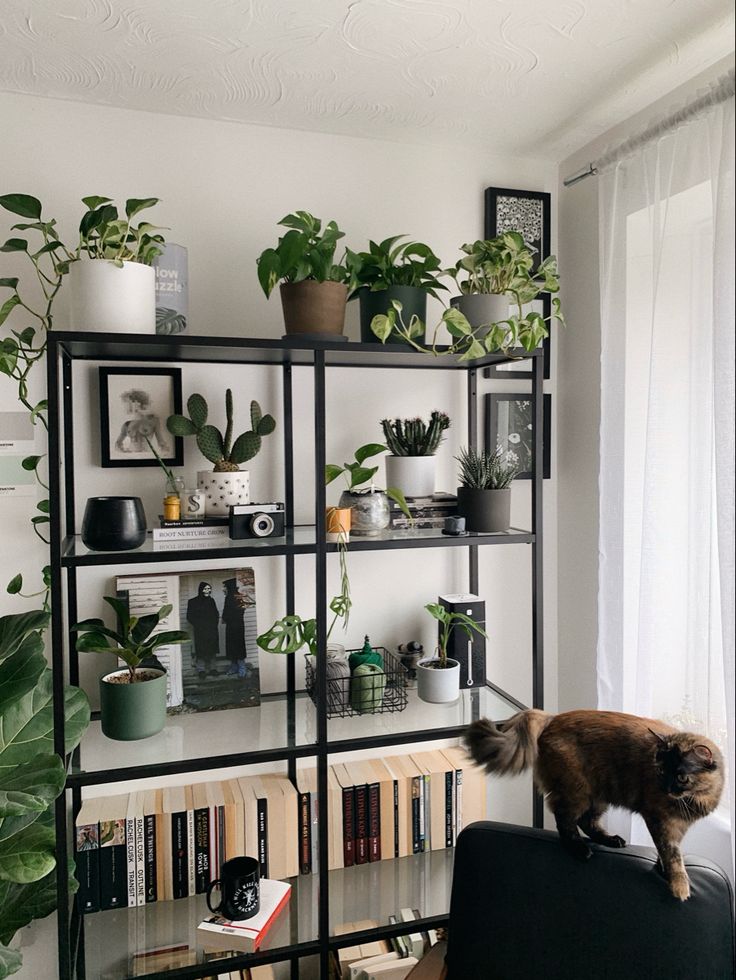 a cat standing on top of a book shelf filled with books and potted plants