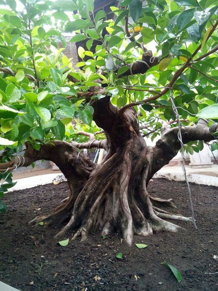 a tree that is growing in the dirt