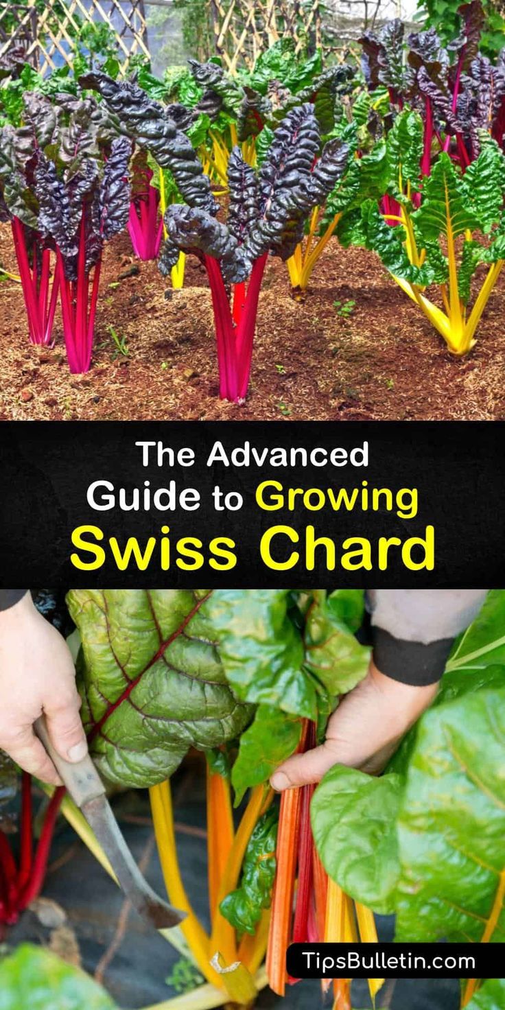 the advanced guide to growing swiss chardishes and how to use them in your garden