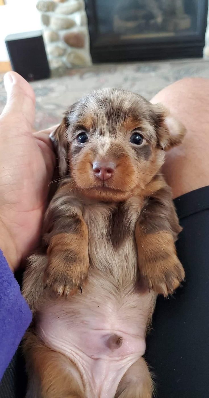 a person holding a small puppy in their arms