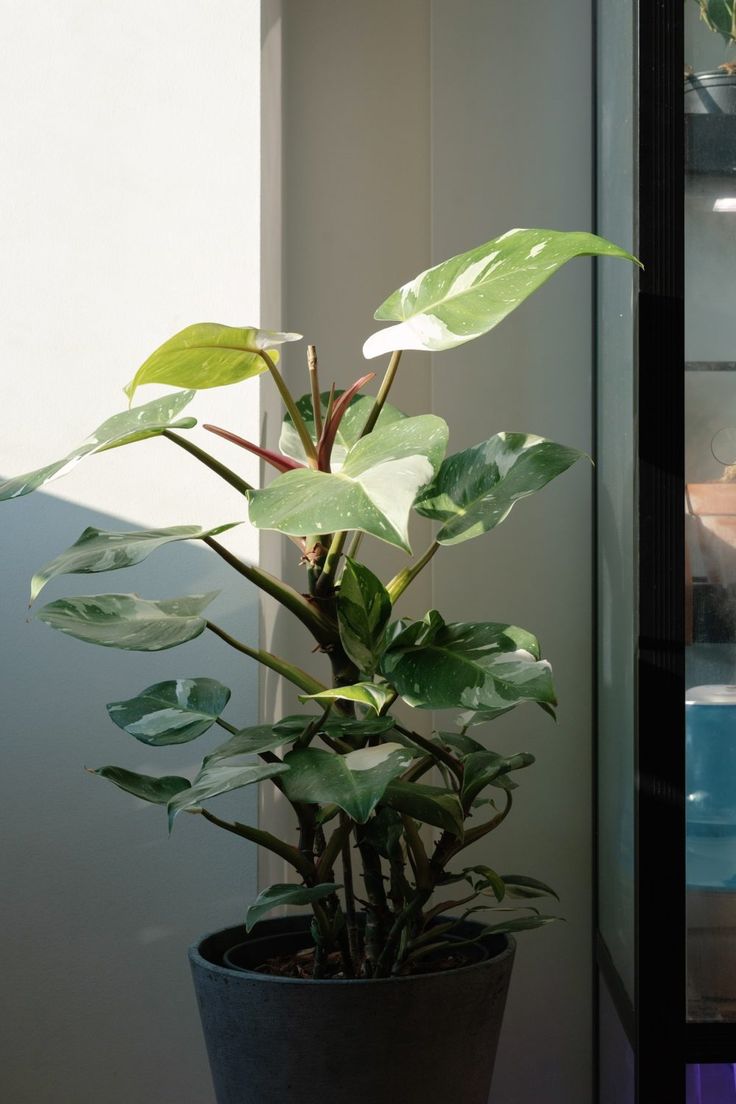 a potted plant sitting in front of a window