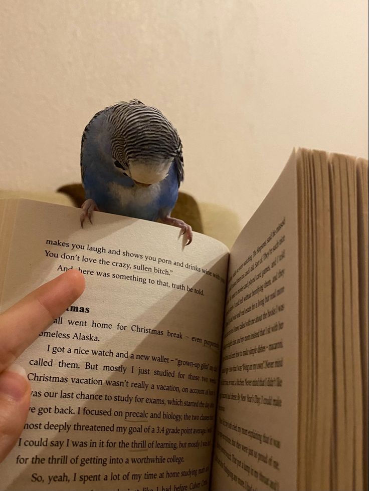 a blue bird sitting on top of an open book next to a person's hand