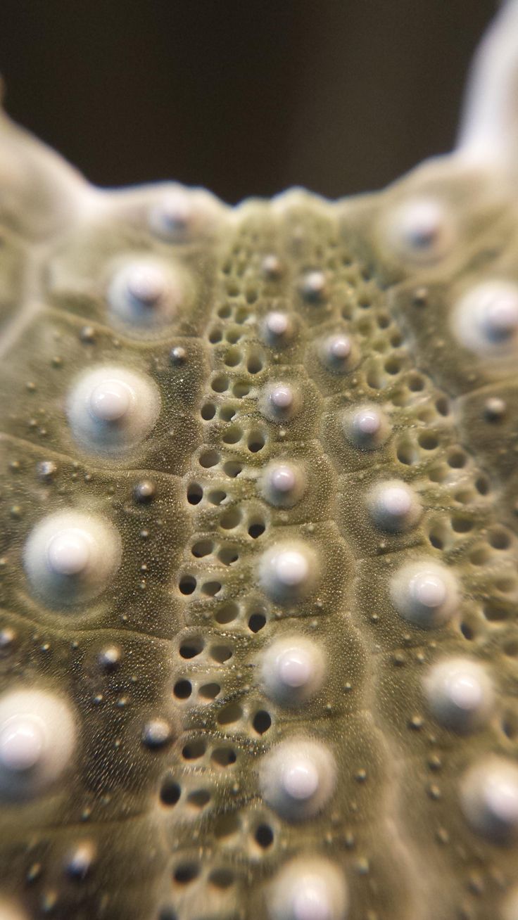 close up view of water droplets on the surface of an animal's furnish