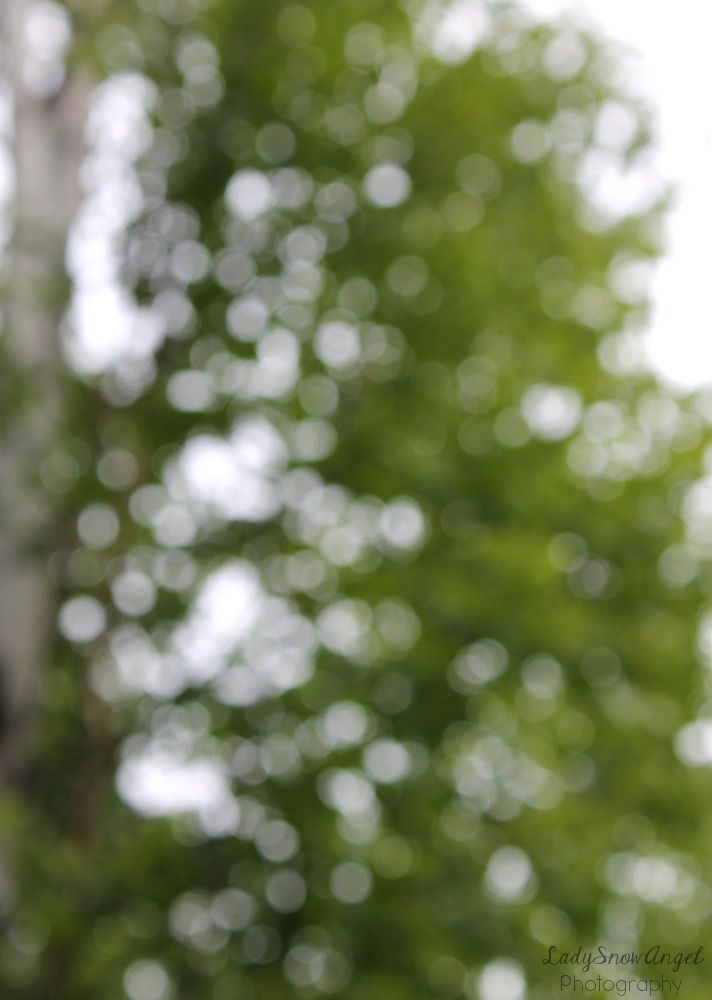 blurry image of trees in the background with white and green leaves on it's branches