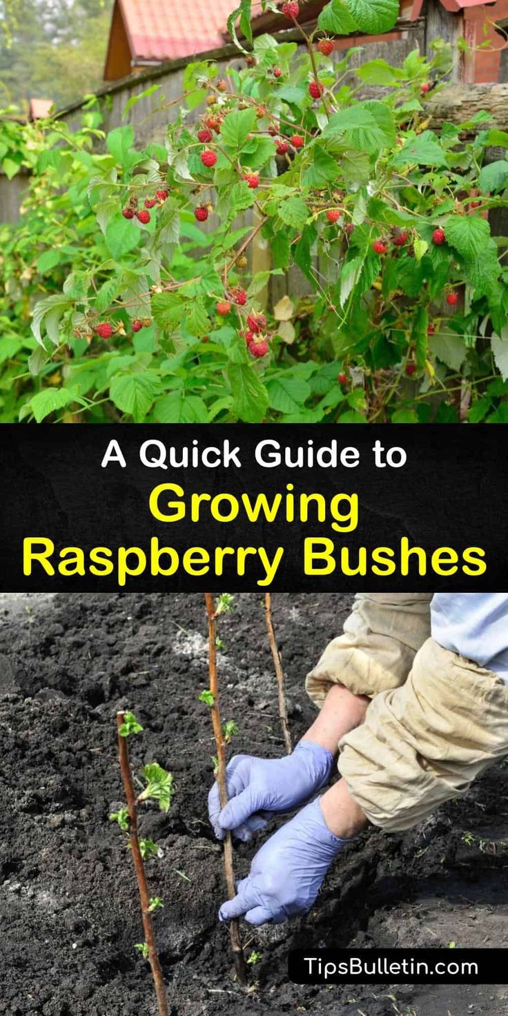 growing raspberry bushes in the garden with text overlay that reads, a quick guide to growing raspberry bushes