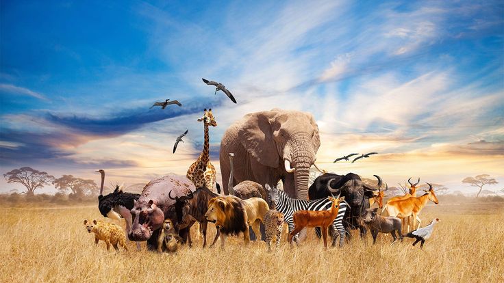 an elephant, giraffes, and other animals are standing in the grass