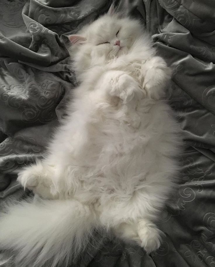 a fluffy white cat laying on top of a bed covered in gray sheets and blankets