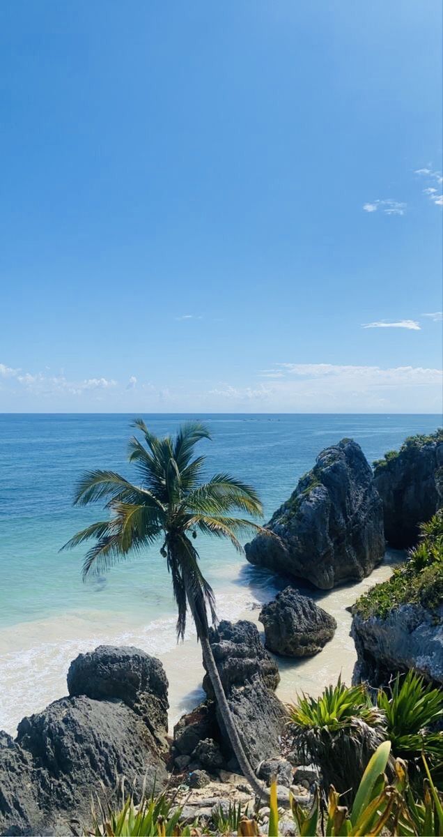 a palm tree on the beach near some rocks