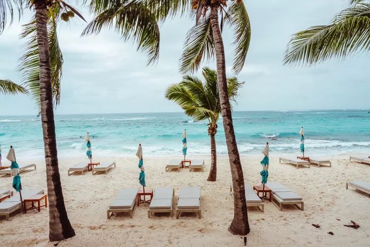 the beach is lined with lounge chairs and palm trees