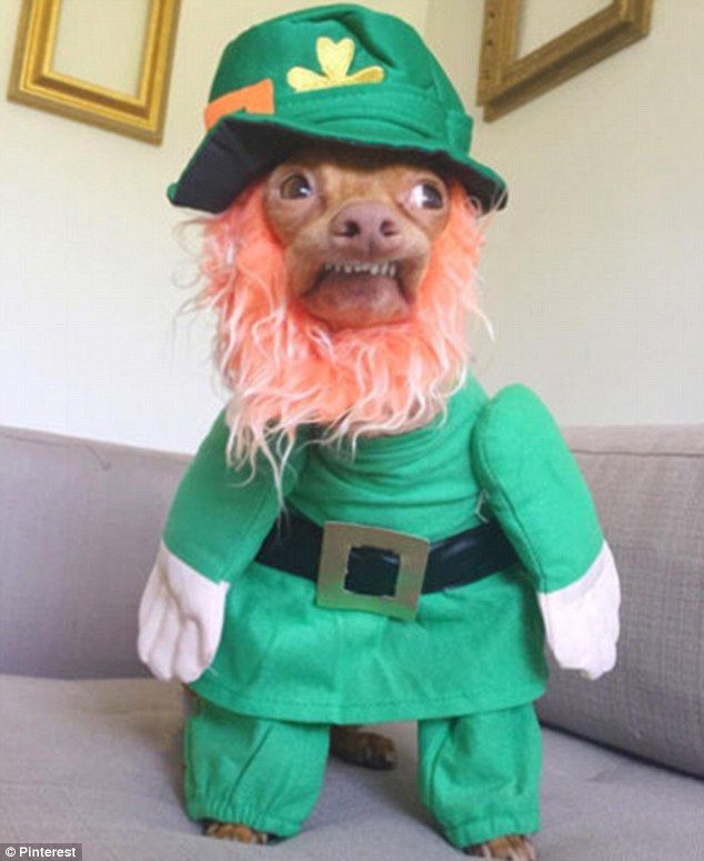 a dog dressed up in a lepreti costume