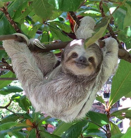 a sloth hanging from a tree branch with the caption, sloth gang