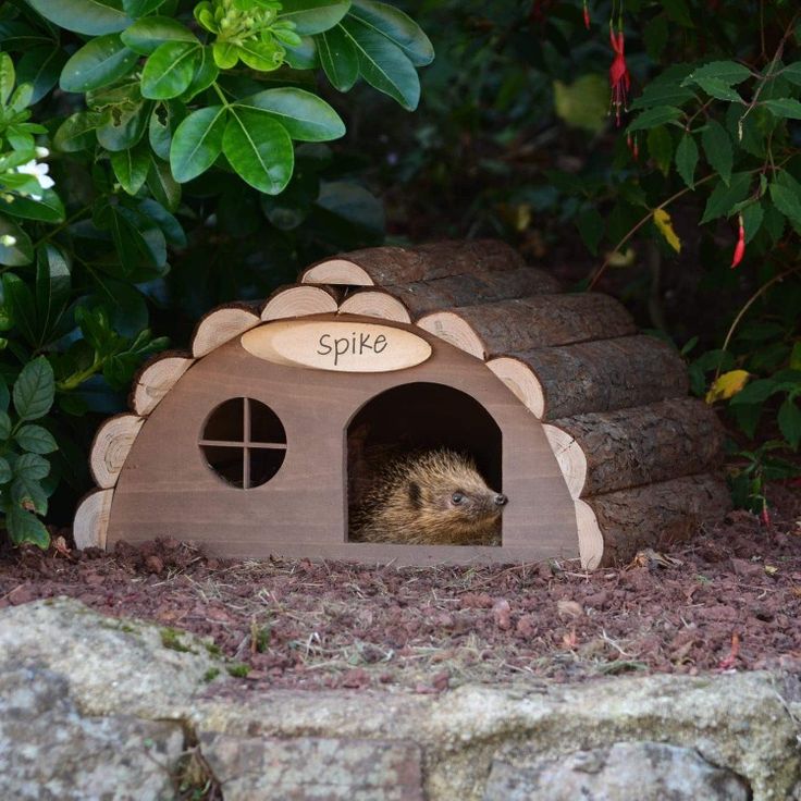 a hedgehog peeks out from its wooden house