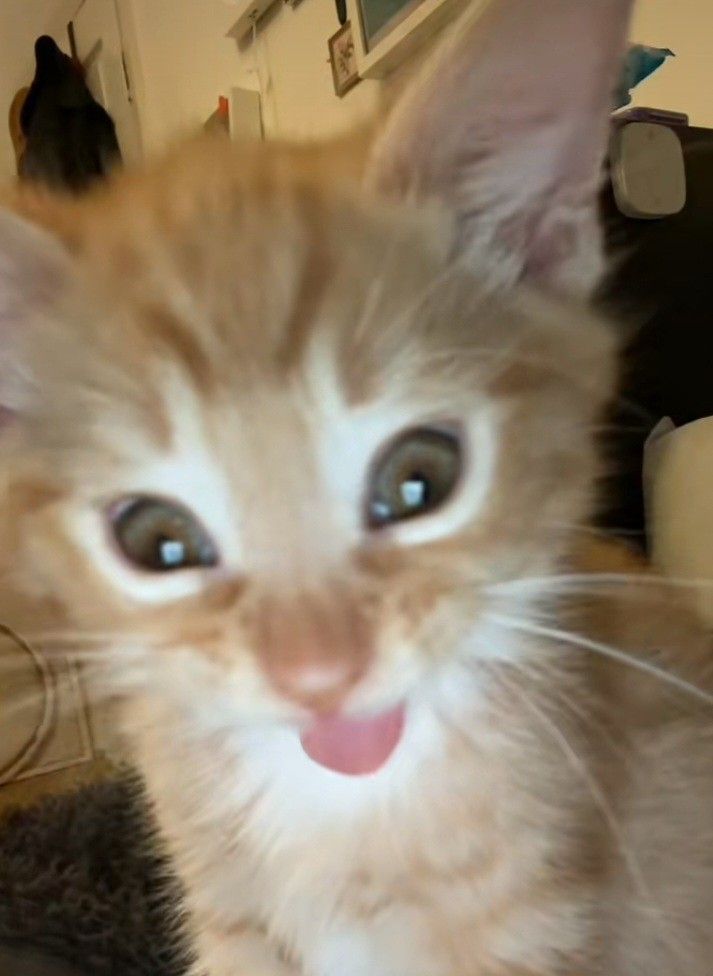 a kitten with its tongue hanging out looking at the camera