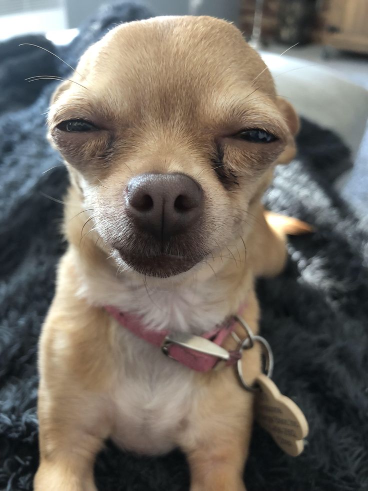 a small brown dog sitting on top of a rug