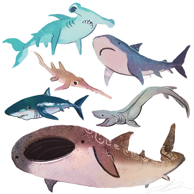 four different types of sharks are depicted in this illustration