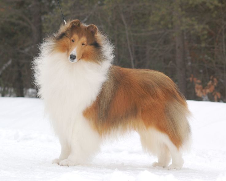 a brown and white dog standing on top of snow covered ground with trees in the background