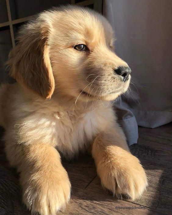 a puppy is sitting on the floor with his paw up and looking at something off to the side