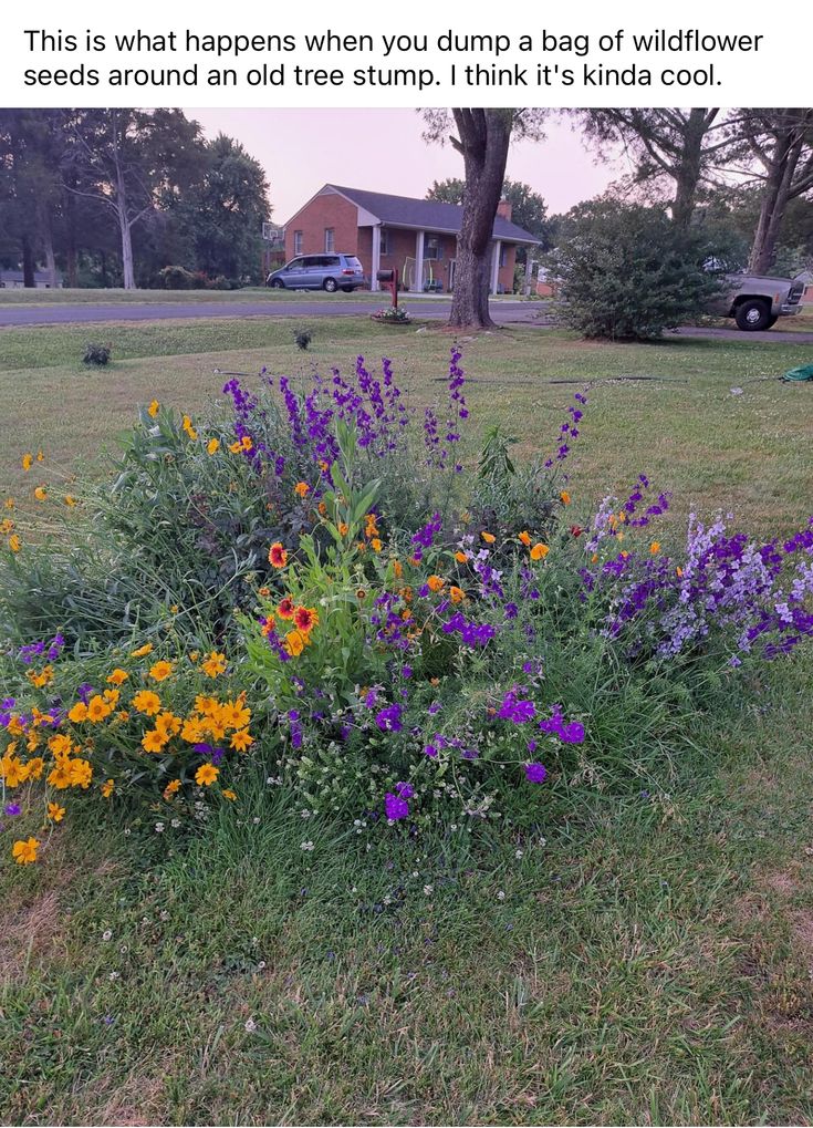 an image of flowers in the grass with a caption that reads, this is what happens when you dump a bag of wildflower seeds around and old tree stump