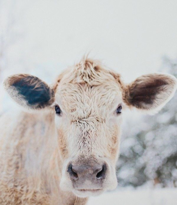 a cow is looking at the camera while it's instagramting on facebook