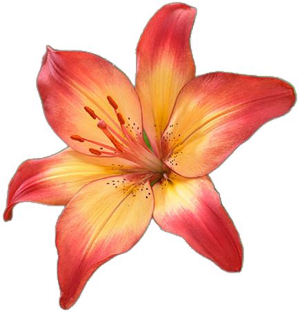 a red and yellow flower on a white background