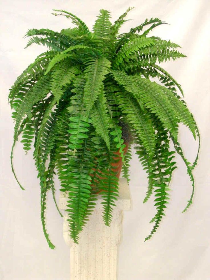 a green plant sitting on top of a white table