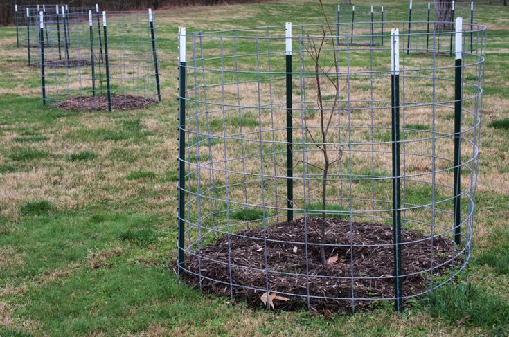 several trees planted in the middle of a grassy area with wire fencing around them and dirt on the ground