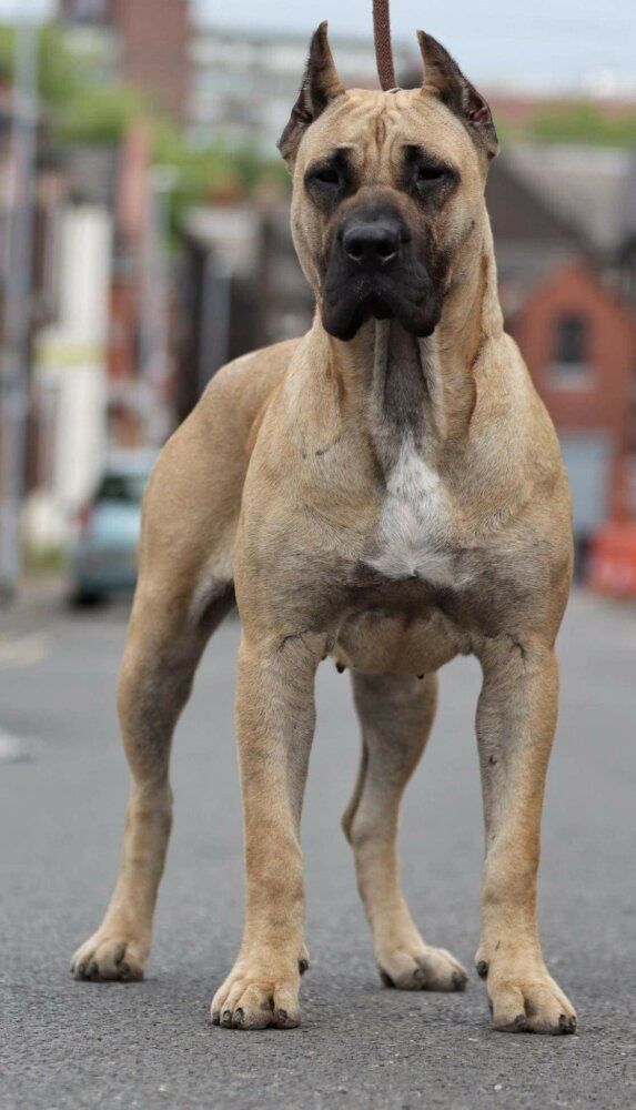 a large brown dog standing on top of a street