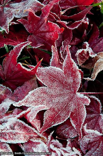 red and white leaves with frost on them