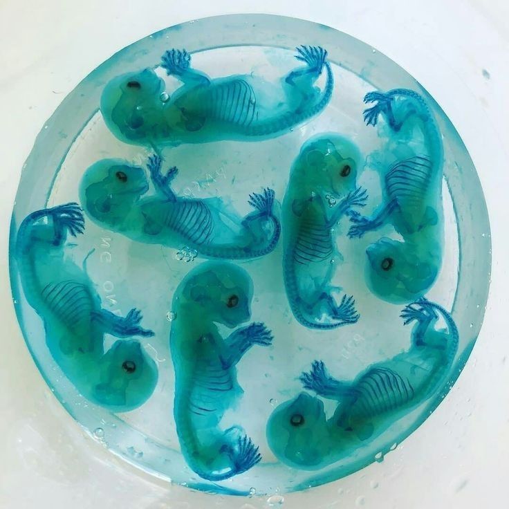 several small plastic lizards in a clear bowl