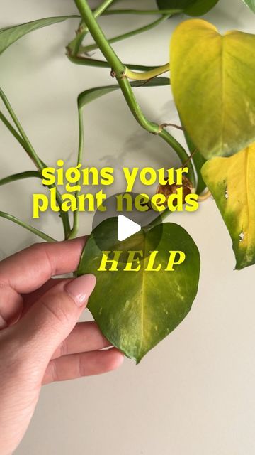 a hand holding a plant with the words signs your plan needs help