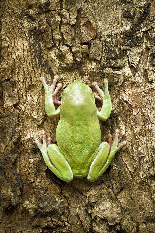 a green frog sitting on top of a tree