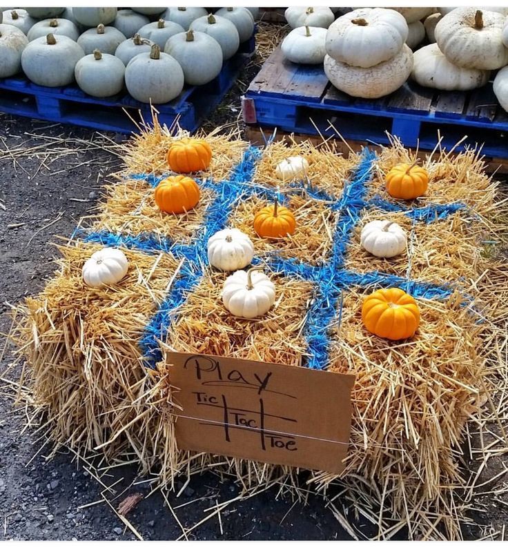 hay filled with pumpkins and small white gourds