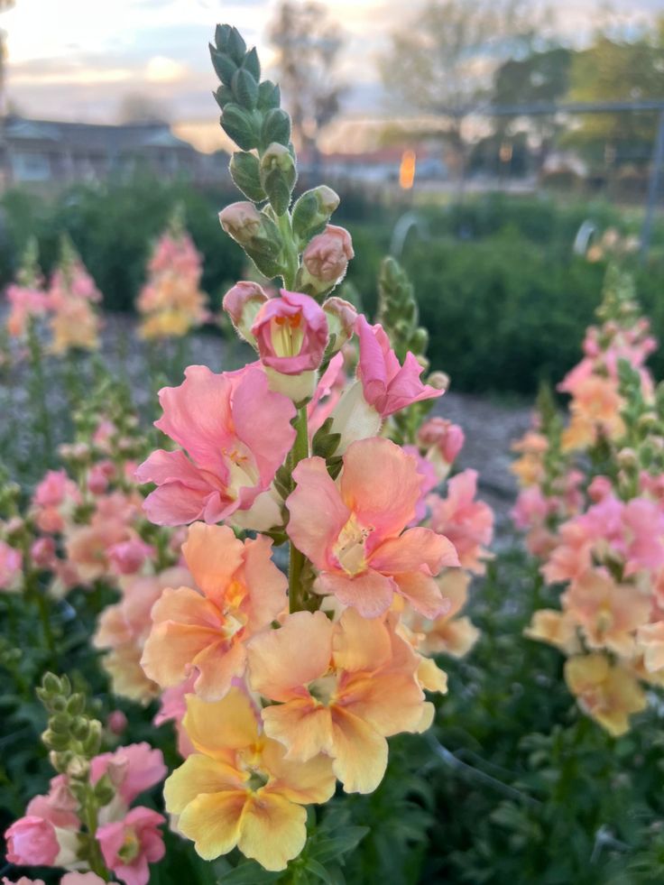 some pink and yellow flowers in a field