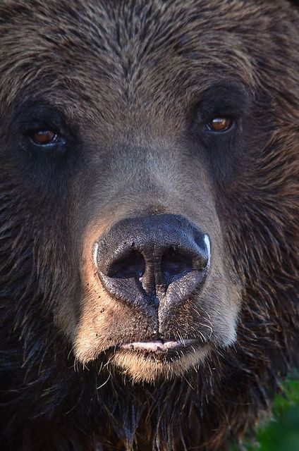 a large brown bear standing on top of a lush green forest filled with trees and bushes