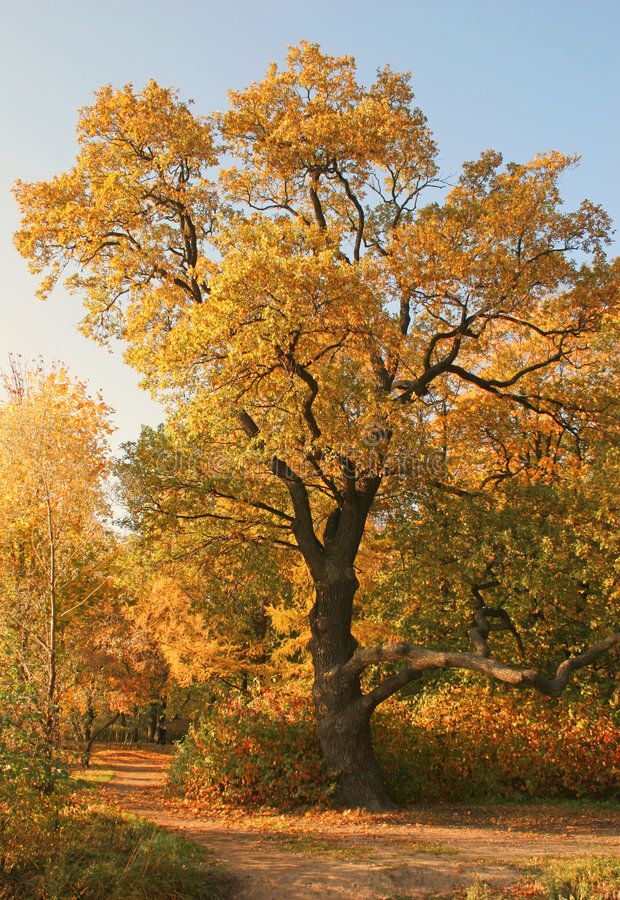 a large tree in the middle of a forest with lots of yellow leaves on it