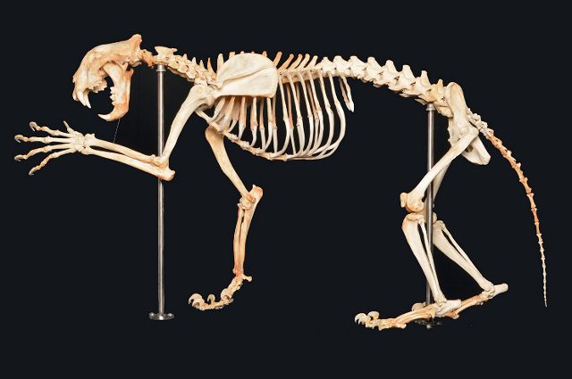 an animal skeleton is displayed on a black background with a stick in it's mouth