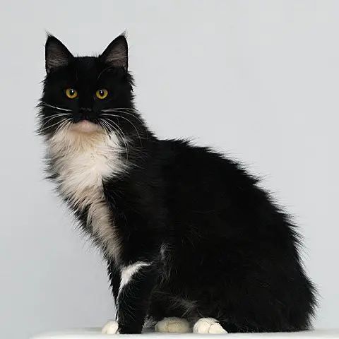 a black and white cat sitting on top of a toilet